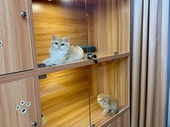 -猫十亿·布偶金渐层·曼基康矮脚猫舍(青年路店)