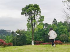 -铁山坪森林公园