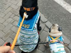 -美联众合动物医院·24h转诊中心