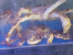 -蟹之国·精品蟹料理(极地店)