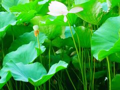 -莲花池公园