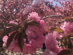 -莱阳濯村樱花园