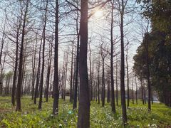 -上海长兴岛郊野公园