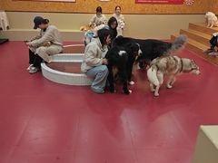 -和它·交个朋友·狗咖猫咖(爱琴海店)