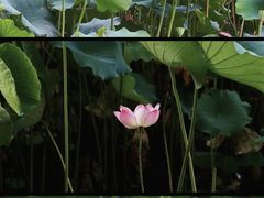 -济南大明湖景区