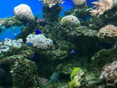 -御唐府海珊瑚主题餐厅