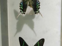 -上海昆虫博物馆