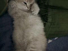 -欣宠猫屋·矮脚拿破仑·蓝金金渐层