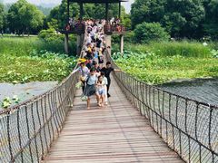 -荷塘月色湿地公园·向阳花洲