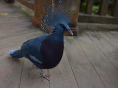 -清迈夜间动物园