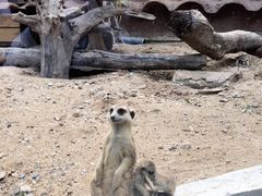 -清迈夜间动物园