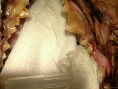 -菲丽丝宠物医院·24小时·猫科中心·免疫点(淮海分院)