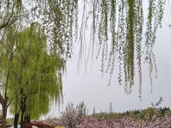 -洨河生态公园