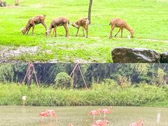 -杭州野生动物世界