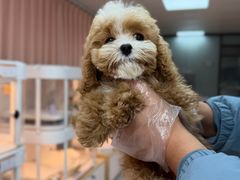 -翊宠yipet猫狗购宠庄园犬舍•猫舍