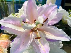 -BOBLOOM花店(宝龙旭辉广场店)