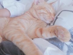 -伟伟宠物医院·瑞派猫友好医院·猫科(光谷店)