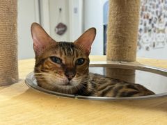 -楼上猫咖(罗湖店)