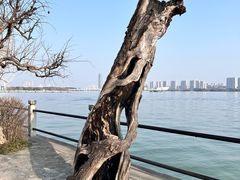 -无锡蠡湖国家湿地公园-蠡园