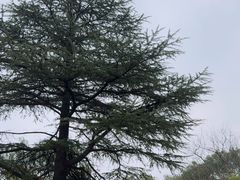 -习家池