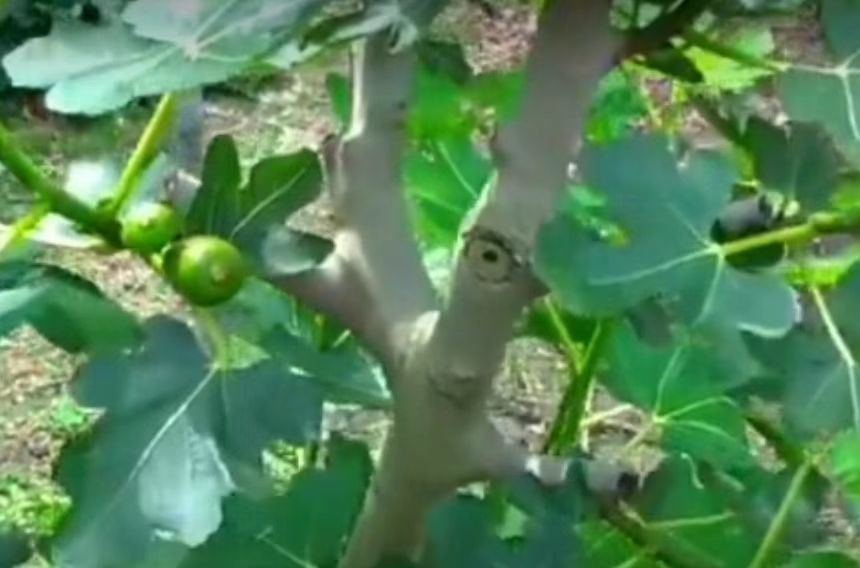 无花果实际有花,但花序为隐头花序,不仅可
