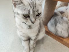 -共舞时光猫咖·狗咖(新街口店)