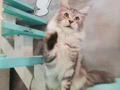 -十年猫舍·猫咪专门店(普陀店)