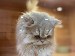 -猫十亿·布偶金渐层·曼基康矮脚猫舍(青年路店)