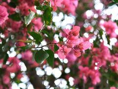 -深圳仙湖植物园