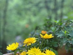 -南山植物园