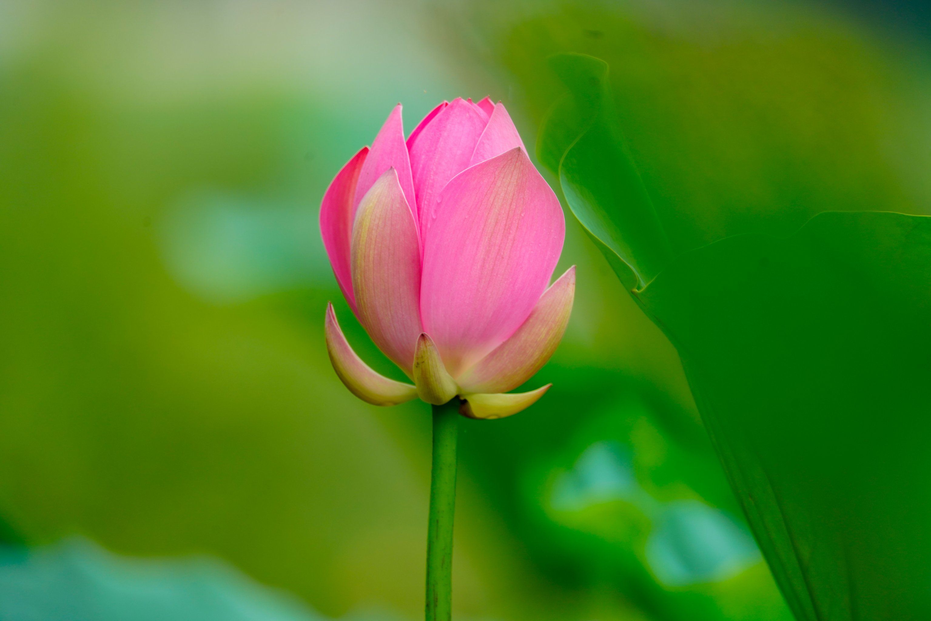 宁波荷花电器获得无尘拖链专利降低了拖链出产本钱