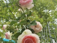 -上海鲜花港