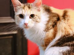 -猫色咖啡·猫咖