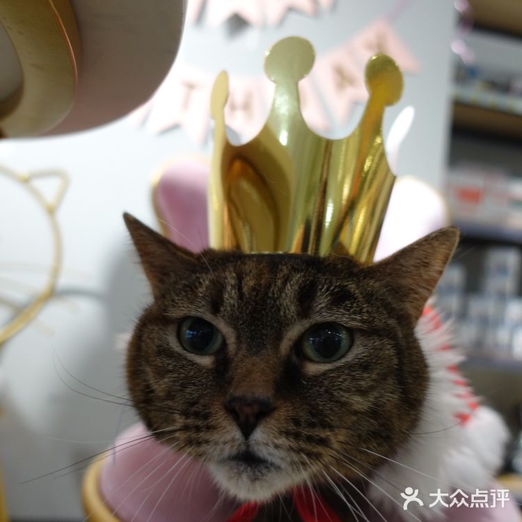 七宝附近一家玩乐美容一应俱全宠物酒店