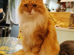 -平行世界·猫咖(首经贸店)