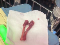 -瑞派福兴宠物医院犬猫全科·骨科·中西医结合(河东店)