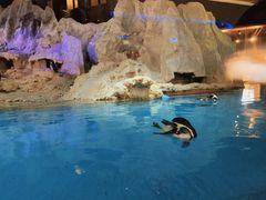 -帝企鹅自助餐厅•儿童岛•真企鹅(长隆企鹅酒店)