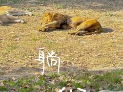 -上海野生动物园