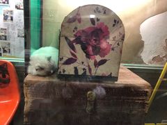 -猫咪博物馆(顶澳仔猫街店)
