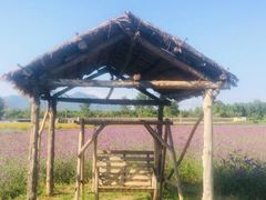 -北京东方普罗旺斯薰衣草庄园