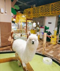 -七巧国萌宠乐园(龙湖天街店)