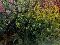 -南汇桃花村
