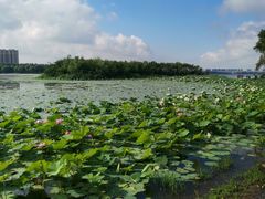 -丁香湖公园