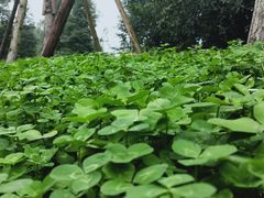 -三圣花乡旅游区