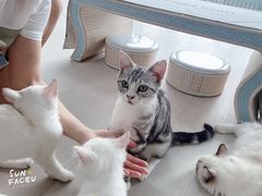 -喵百万·布偶·蓝金金渐层英短·猫舍(百子湾店)