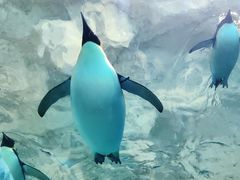 -珠海长隆海洋王国