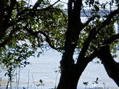 -宝安西湾红树林湿地公园