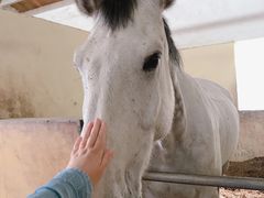 -松声马术俱乐部