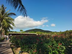 -亚龙湾国际玫瑰谷