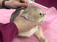 -北京观赏动物医院·24小时大型综合·猫专科·异宠专科
